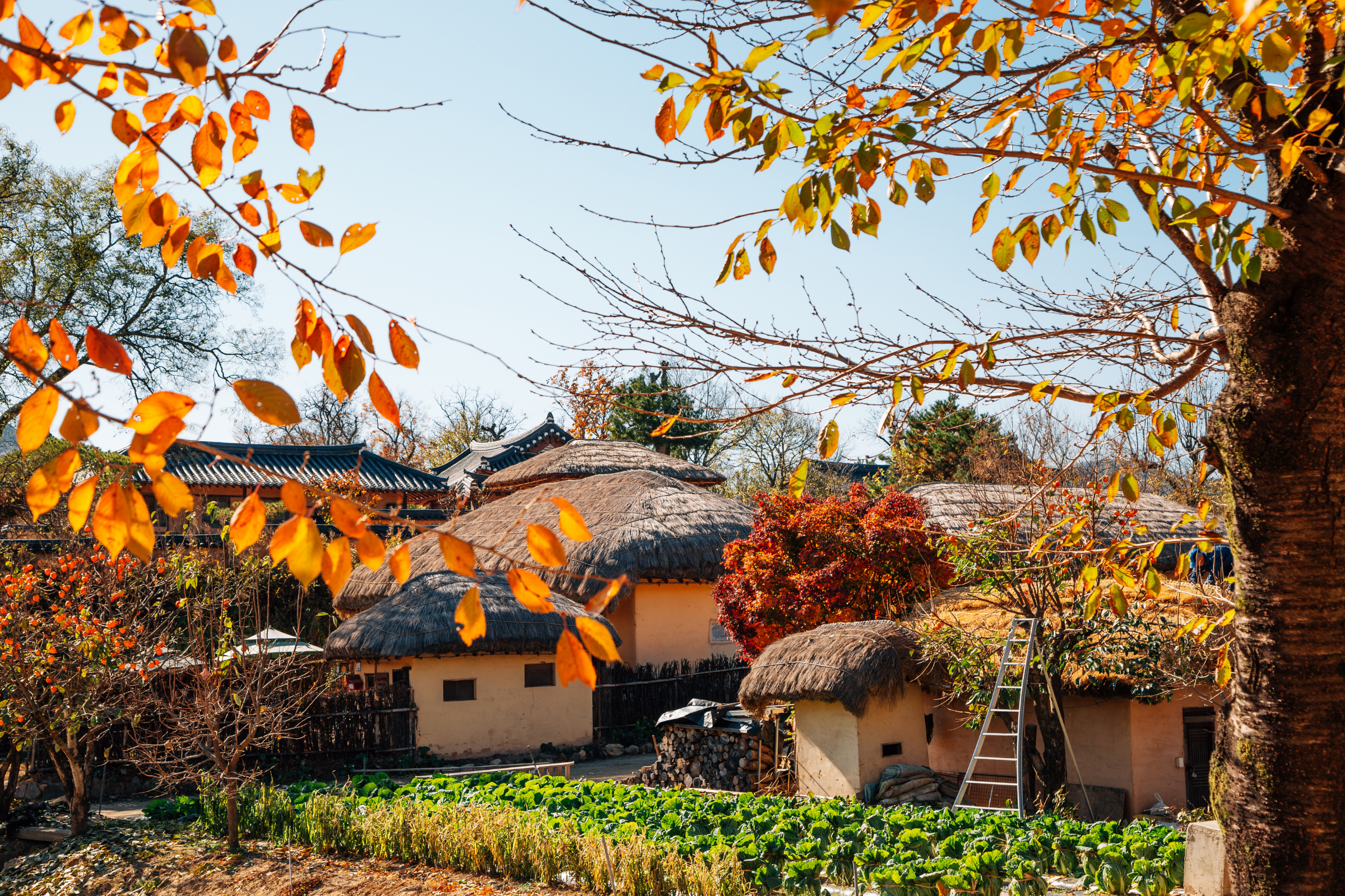 Andong_Hahoe[1].webp